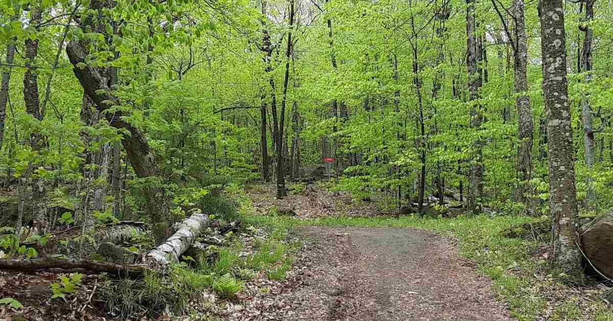 disc golf course in the woods
